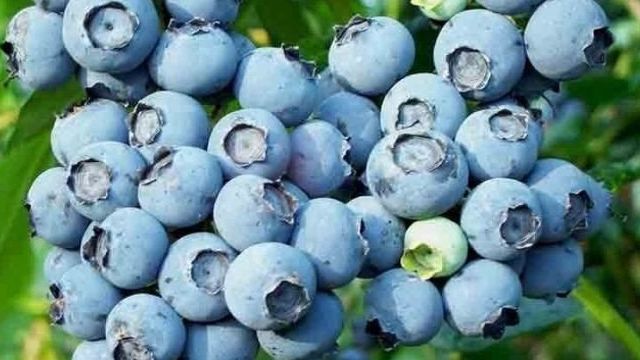 Голубика «Блюголд»: характеристики ягоды и рекомендации по выращиванию