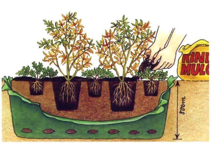 Посадка растений
