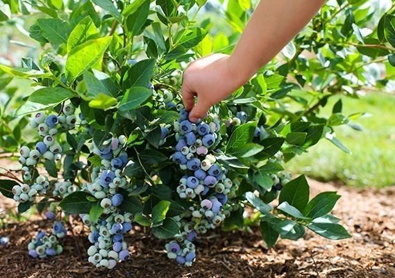 Голубика садовая выращивание