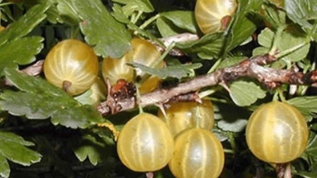 Крыжовник Янтарный: характеристика, особенности выращивания и размножения