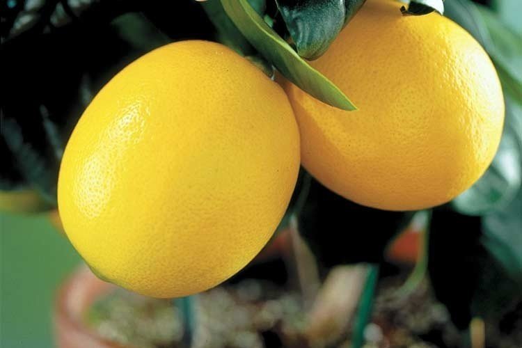 Цитрус лимон мейера