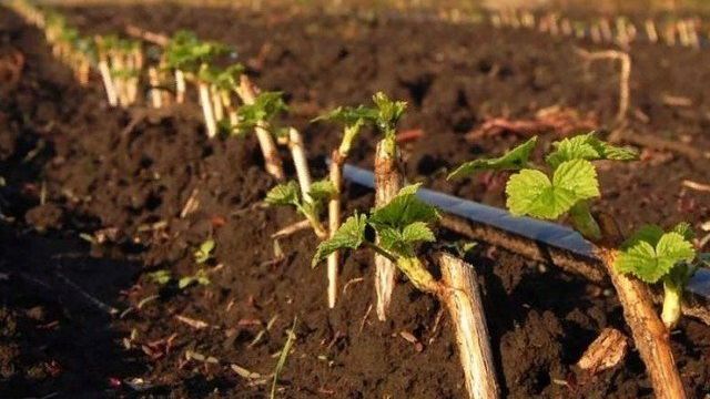 Как посадить смородину осенью саженцами и черенками