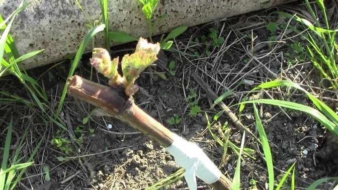 Прививка винограда весной на старый куст