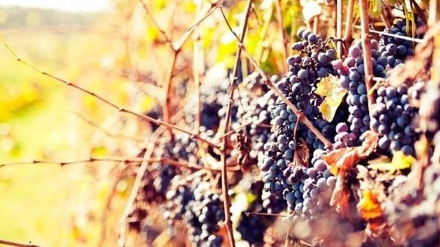 Особенности осенней подкормки винограда