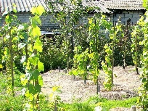 Виноград плодовый на участке