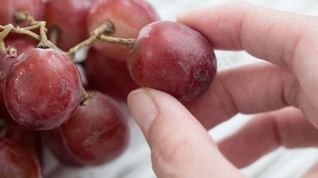 Правила выращивания винограда Конкорд