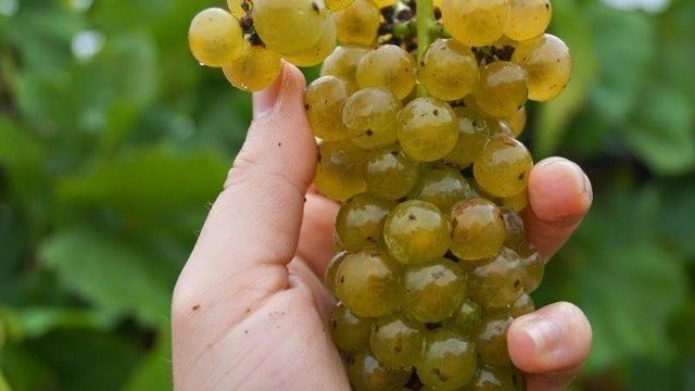 Сбор винограда: сроки созревания и полезные советы
