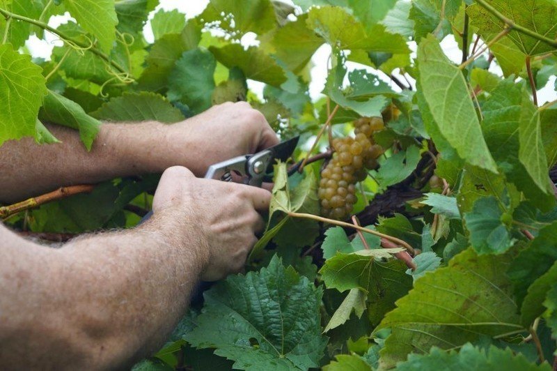 Техническая спелость винограда