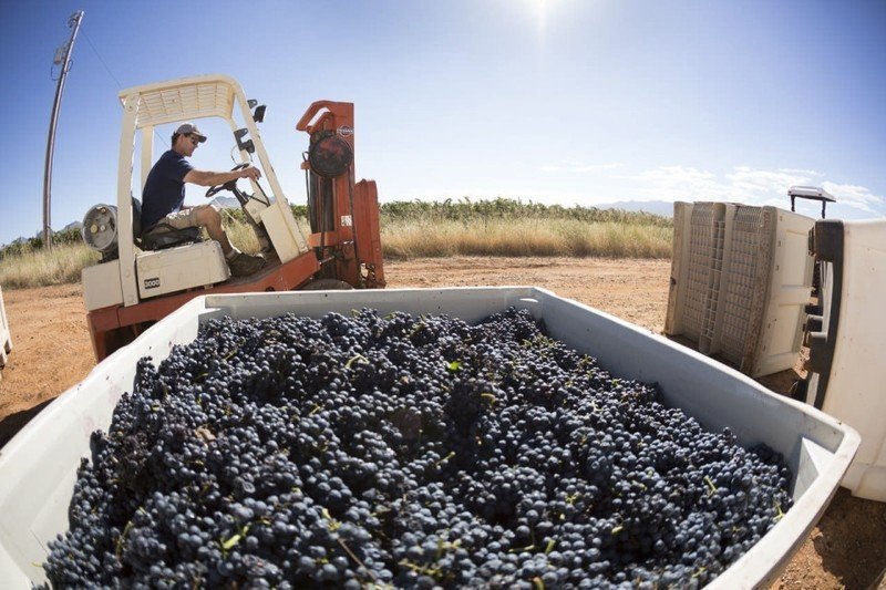 Виноградарство и виноделие в россии