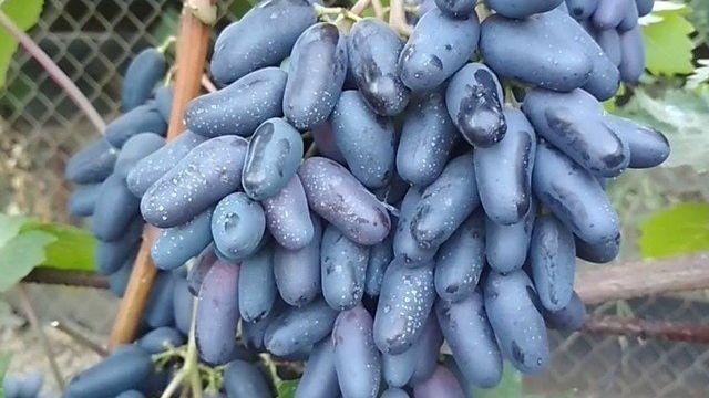 Секреты правильного выращивания винограда Сувенир