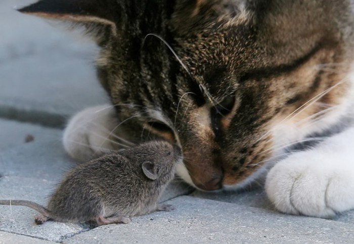 Котенок поймал мышь