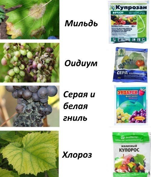 Препараты для обработки винограда от вредителей и болезней