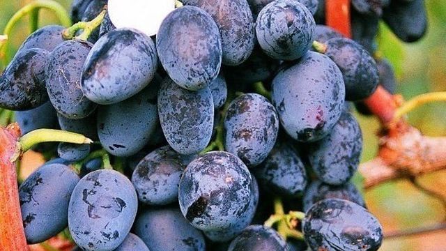 Виноград «кубань» — проверенное качество