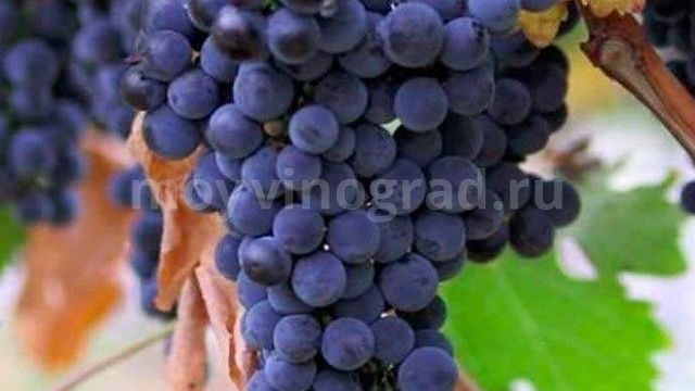 Виноград Левокумский — один из лучших технических сортов