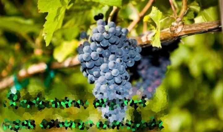 Крымские сорта винограда