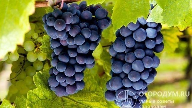 Виноград Молдавский: что нужно знать о нем, описание сорта, отзывы