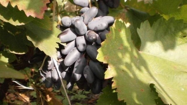 Vitroblack (Ophelia) — описание и характеристики сорта винограда