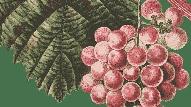 Всё, что нужно знать о посадке винограда осенью