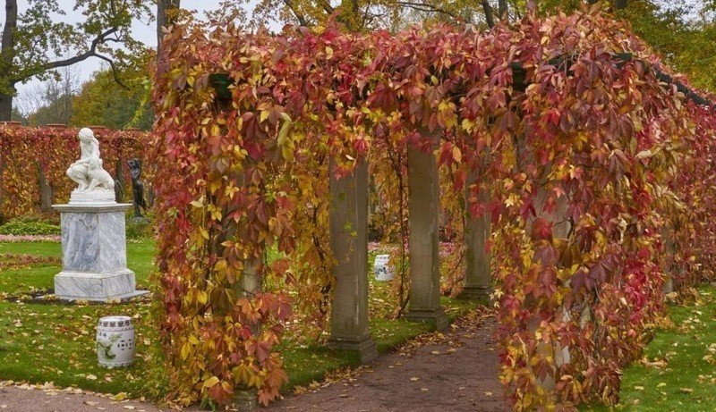 Девичий виноград пятилисточковый на арке