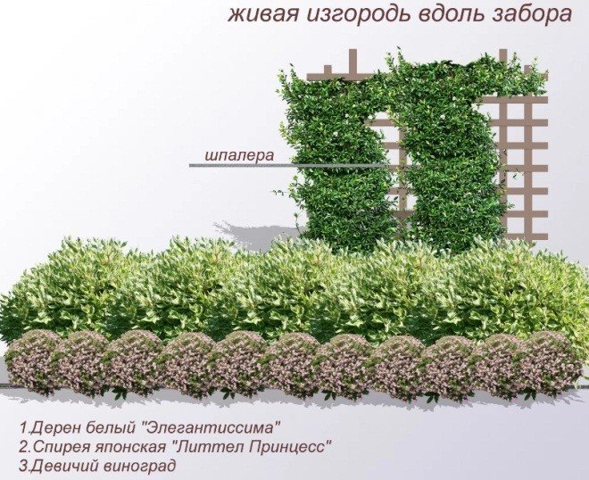 Схема посадки барбариса для живой изгороди
