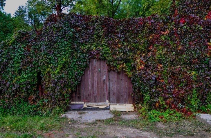 Живая изгородь дикий виноград