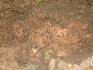 Grounded чёрный муравей