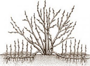 Размножение войлочной вишни отводками