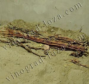 Хранение черенков в песке в погребе