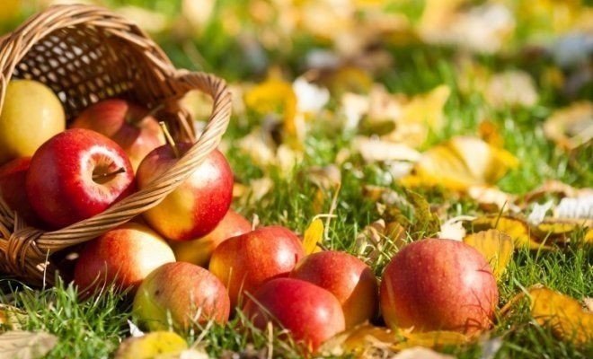 Осень яблоки в карзинефото