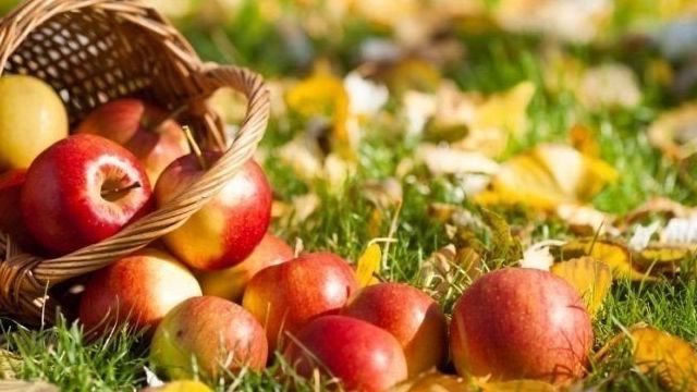 Заготовки из яблок – популярные рецепты на зиму