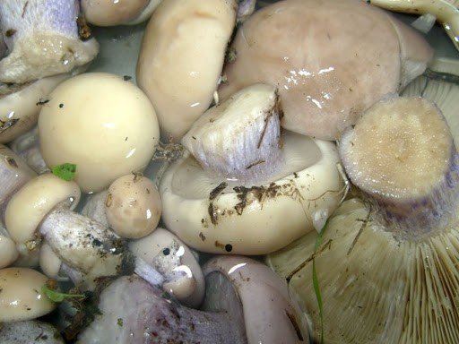 Маринованные грибы синеножка