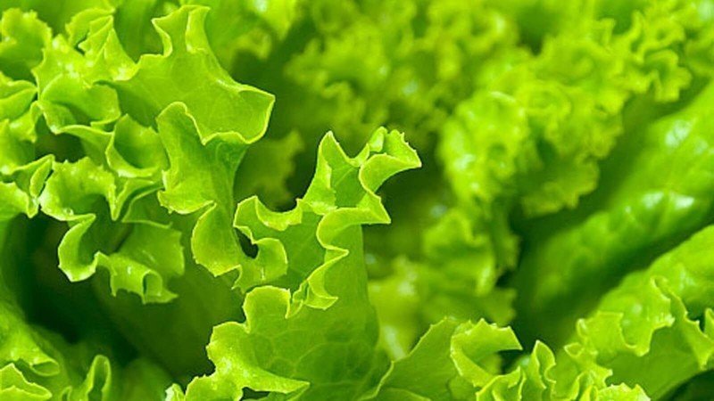 Салат листья салата