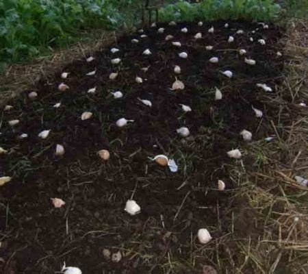 Сетки для посадки луковичных