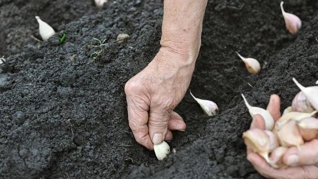 Спасаем урожай от холода: чем укрыть чеснок на зиму, как и когда это сделать правильно