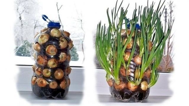 Лук на подоконнике — способы выращивания зеленого лука