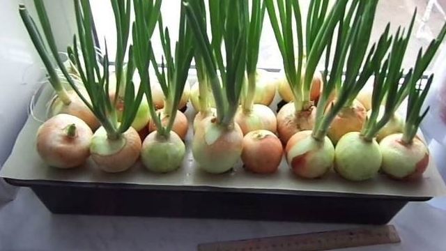 Выращивание зеленого лука дома на подоконнике в воде