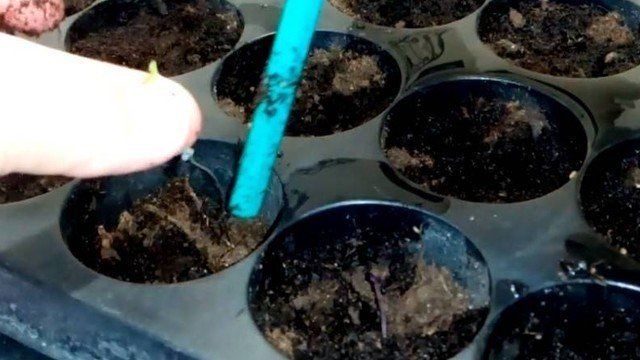 Как из семян вырастить черешковый сельдерей из семян