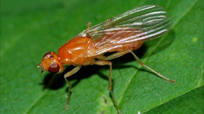Морковная муха имаго