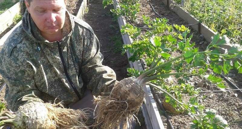 Посев сельдерея корневого урожайный огород татьяна