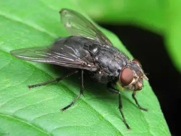 Классификация вида комнатная муха