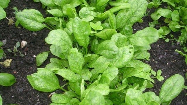 Как вырастить шпинат в огороде и на приусадебном участке