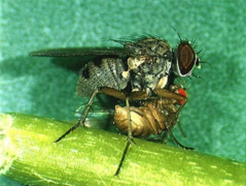 Минирующая муха