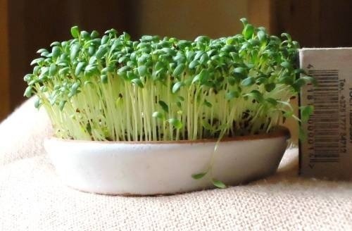 Микрозелень кресс салата крупным планом