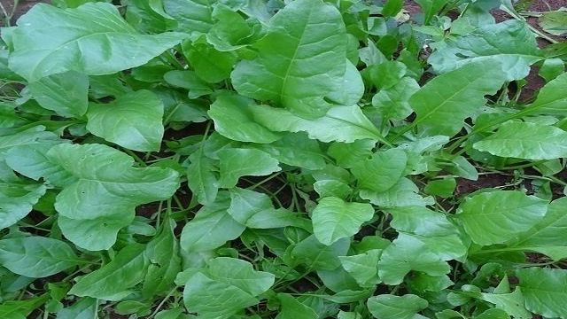 Шпинат Жирнолистный — описание сорта, выращивание и отзывы