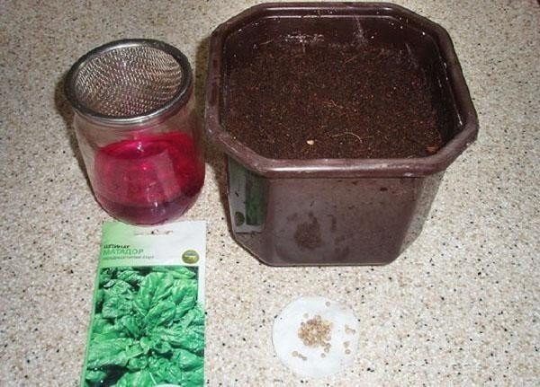 Вырастить календулу из семян на подоконнике