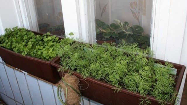 Выращивание укропа на балконе